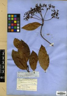 Type specimen at Edinburgh (E). Spruce, Richard: 5058. Barcode: E00296339.