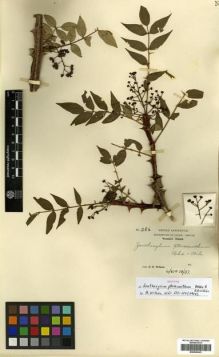 Type specimen at Edinburgh (E). Wilson, Ernest: 386. Barcode: E00296343.