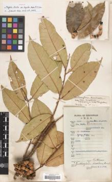 Type specimen at Edinburgh (E). Fang, W.: 3111. Barcode: E00296348.