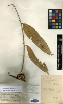 Type specimen at Edinburgh (E). Cavalerie, Pierre: 748. Barcode: E00296350.