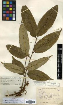 Type specimen at Edinburgh (E). Cavalerie, Pierre: 2058. Barcode: E00296351.