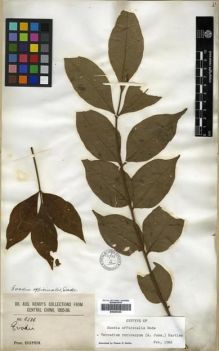 Type specimen at Edinburgh (E). Henry, Augustine: 6136. Barcode: E00296356.