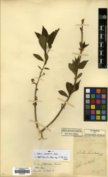 Type specimen at Edinburgh (E). Cavalerie, Pierre: 23 BIS. Barcode: E00296366.