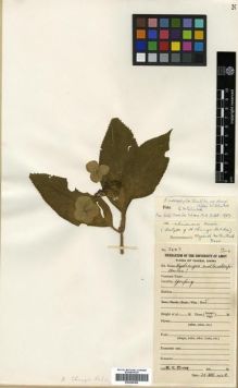 Type specimen at Edinburgh (E). Chung, H.H.: 3043. Barcode: E00296389.