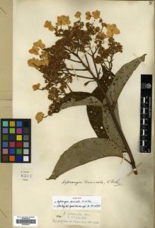Type specimen at Edinburgh (E). Forrest, George: 8391. Barcode: E00296402.