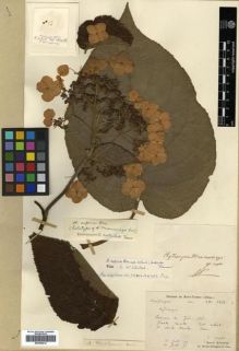 Type specimen at Edinburgh (E). Martin, Léon; Bodinier, Emile: 1654. Barcode: E00296414.