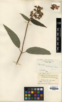 Type specimen at Edinburgh (E). Wilson, Ernest: 2391. Barcode: E00296417.