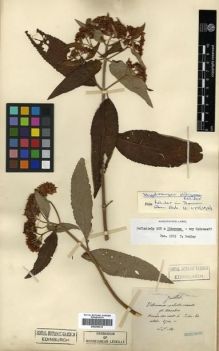 Type specimen at Edinburgh (E). Maire, Edouard-Ernest: . Barcode: E00296419.