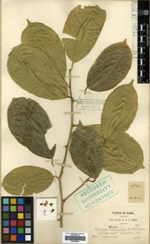 Type specimen at Edinburgh (E). Kerr, Arthur: 2542. Barcode: E00296426.