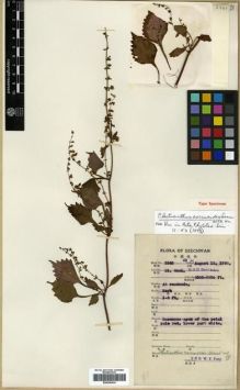 Type specimen at Edinburgh (E). Fang, W.: 2840. Barcode: E00296434.