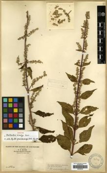 Type specimen at Edinburgh (E). Maire, Edouard-Ernest: 2024. Barcode: E00296438.