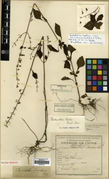 Type specimen at Edinburgh (E). Esquirol, Joseph: 834. Barcode: E00296442.