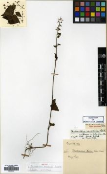 Type specimen at Edinburgh (E). Esquirol, Joseph: 834. Barcode: E00296443.