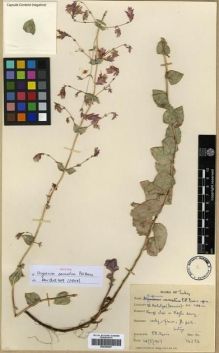 Type specimen at Edinburgh (E). Davis, Peter: 14276. Barcode: E00296467.