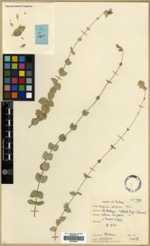 Type specimen at Edinburgh (E). Davis, Peter: 14078. Barcode: E00296468.