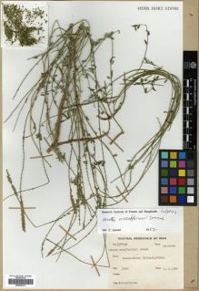 Type specimen at Edinburgh (E). Mozaffarianii, M.: 53426. Barcode: E00296471.