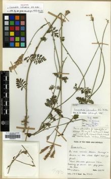 Type specimen at Edinburgh (E). Wood, John: 2337. Barcode: E00296475.