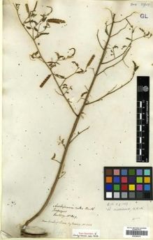 Type specimen at Edinburgh (E). Hartweg, Karl: 649. Barcode: E00296476.