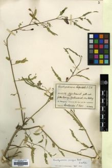 Type specimen at Edinburgh (E). Fiebrig, Karl: 4059. Barcode: E00296479.
