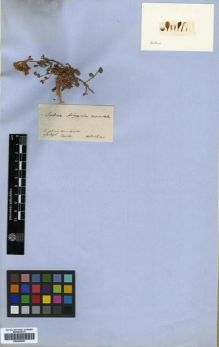 Type specimen at Edinburgh (E). Von Heldreich, Theodor: . Barcode: E00296491.