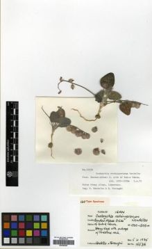 Type specimen at Edinburgh (E). Wendelbo, Per; Foroughi, H.: 15538. Barcode: E00296497.