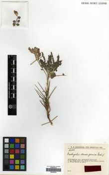 Type specimen at Edinburgh (E). Rechinger, Karl: 16484. Barcode: E00296524.