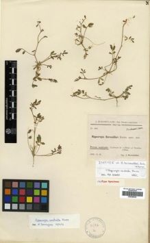 Type specimen at Edinburgh (E). Bornmüller, Joseph: 265. Barcode: E00296529.