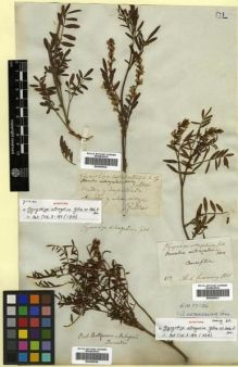 Type specimen at Edinburgh (E). Gillies, John: . Barcode: E00296532.