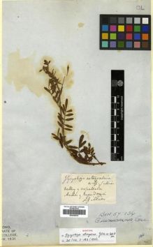 Type specimen at Edinburgh (E). Gillies, John: . Barcode: E00296533.