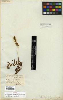 Type specimen at Edinburgh (E). Gillies, John: . Barcode: E00296534.