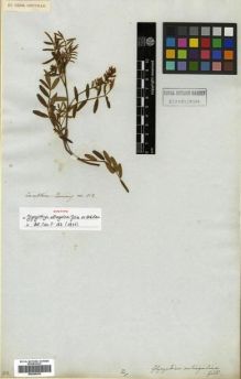 Type specimen at Edinburgh (E). Cuming, Hugh: 812. Barcode: E00296535.