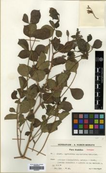 Type specimen at Edinburgh (E). Huber-Morath, Arthur: 13502. Barcode: E00296537.