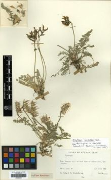 Type specimen at Edinburgh (E). Hedge, Ian; Wendelbo, Per: W.4233. Barcode: E00296538.