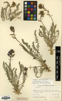 Type specimen at Edinburgh (E). Hedge, Ian; Wendelbo, Per: W.3311. Barcode: E00296541.