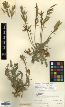 Type specimen at Edinburgh (E). Hedge, Ian; Wendelbo, Per: W.4622. Barcode: E00296543.