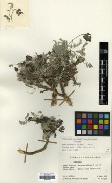 Type specimen at Edinburgh (E). Wendelbo, Per; Hedge, Ian; Ekberg, Lars: W 8558. Barcode: E00296546.