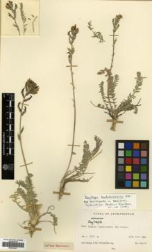 Type specimen at Edinburgh (E). Hedge, Ian; Wendelbo, Per: W.4811. Barcode: E00296547.
