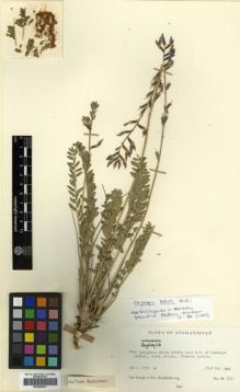 Type specimen at Edinburgh (E). Hedge, Ian; Wendelbo, Per: W.3551. Barcode: E00296551.