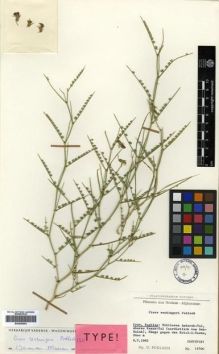 Type specimen at Edinburgh (E). Podlech, Dieter: 11700. Barcode: E00296554.