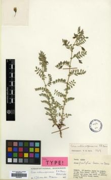 Type specimen at Edinburgh (E). Davis, Peter: 42509. Barcode: E00296557.