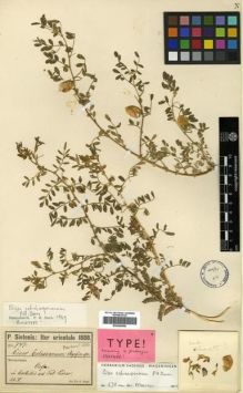 Type specimen at Edinburgh (E). Sintenis, Paul: 747. Barcode: E00296558.