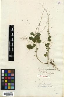 Type specimen at Edinburgh (E). Hartweg, Karl: 650. Barcode: E00296559.