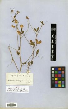 Type specimen at Edinburgh (E). Von Heldreich, Theodor: . Barcode: E00296565.