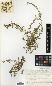 Type specimen at Edinburgh (E). Zohary, Michael; Plitman, Uzi; Baum, B.: 7801/D. Barcode: E00296566.