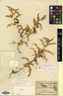 Type specimen at Edinburgh (E). Sintenis, Paul: 705. Barcode: E00296570.