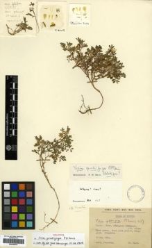 Type specimen at Edinburgh (E). Stainton, John: 8429. Barcode: E00296634.