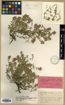 Type specimen at Edinburgh (E). Davis, Peter; Hedge, Ian: D.30755. Barcode: E00296648.