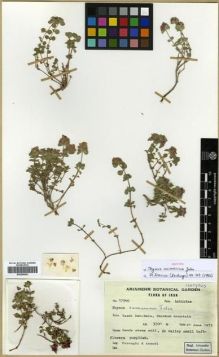 Type specimen at Edinburgh (E). Foroughi, H.; Assadi, M.: 17946. Barcode: E00296651.