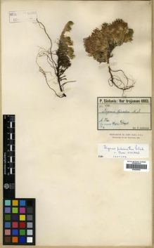 Type specimen at Edinburgh (E). Sintenis, Paul: 496. Barcode: E00296659.