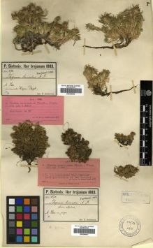 Type specimen at Edinburgh (E). Sintenis, Paul: 496. Barcode: E00296660.
